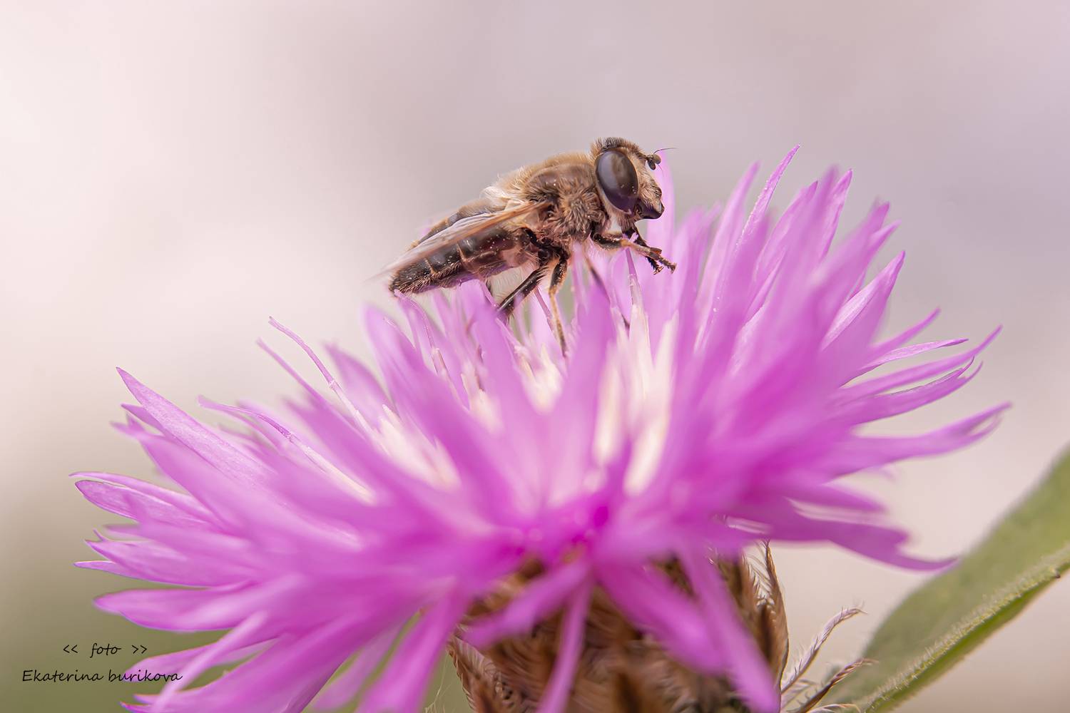 , Бурикова Екатерина