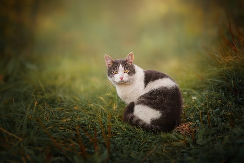 Кот Степан фото превью