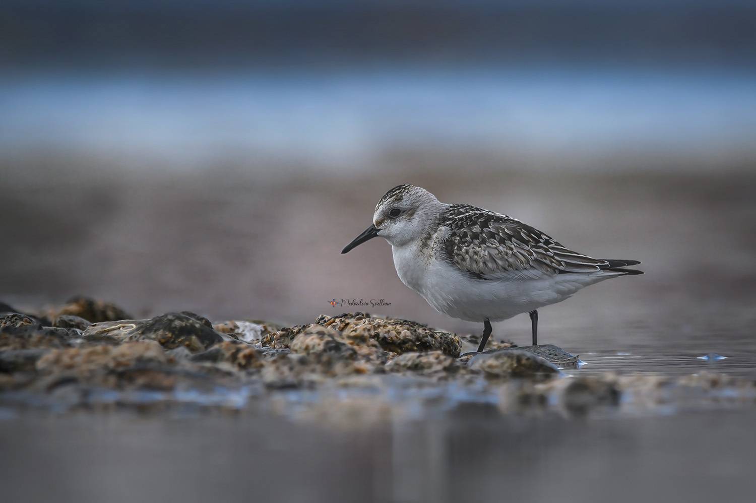, Медведева Светлана