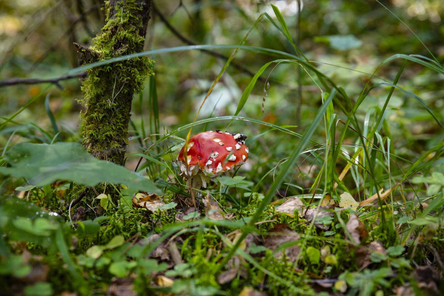 , Ольга Лукахина