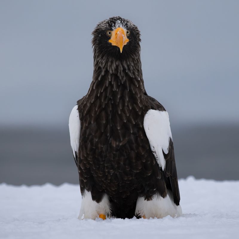 stellersseaeagle, whitetailedeagle, eaglesofjapan, hokkaidowildlife, birdsofprey, wildlifephotography, naturehumor, majesticbirds, mikereyfman, worldphototravels Professors of the Sky фото превью