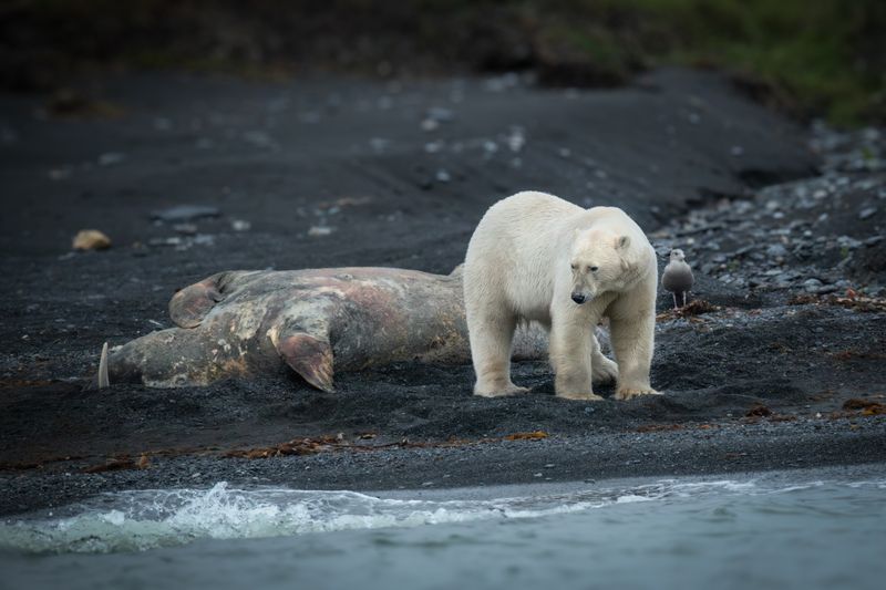 арктика Русская Арктика. фото превью