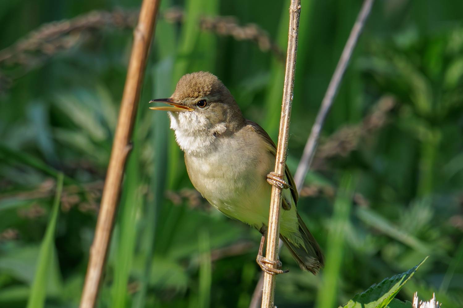 , Морозов Сергей