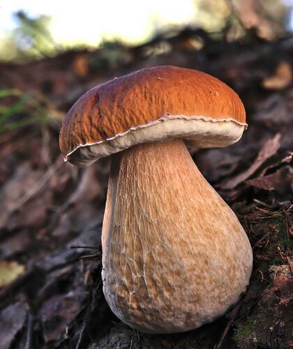 Boletus edulis