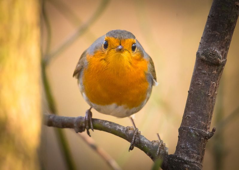 Robin фото превью