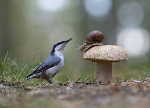 Картинка из леса