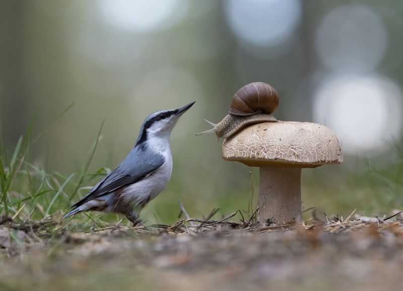 гриб,природа, лето,лес,поползень Картинка из леса фото превью
