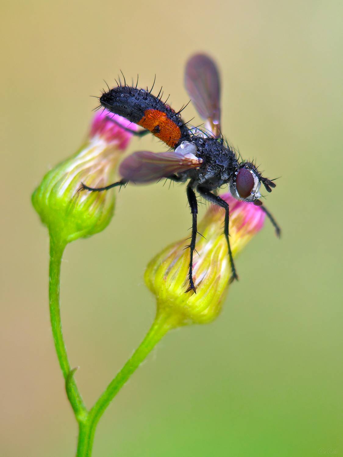 ежемуха цилиндромия, Чи. Анатолий