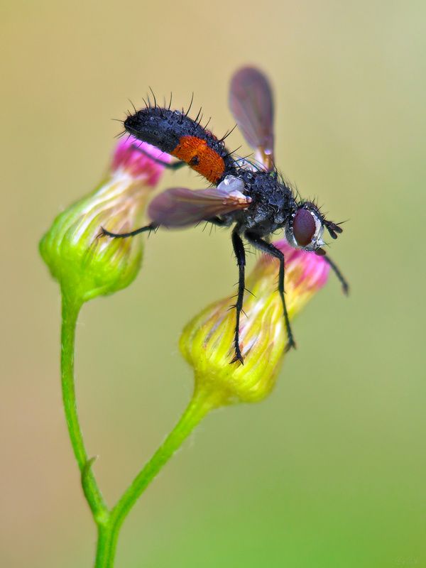 ежемуха цилиндромия #муха2 фото превью