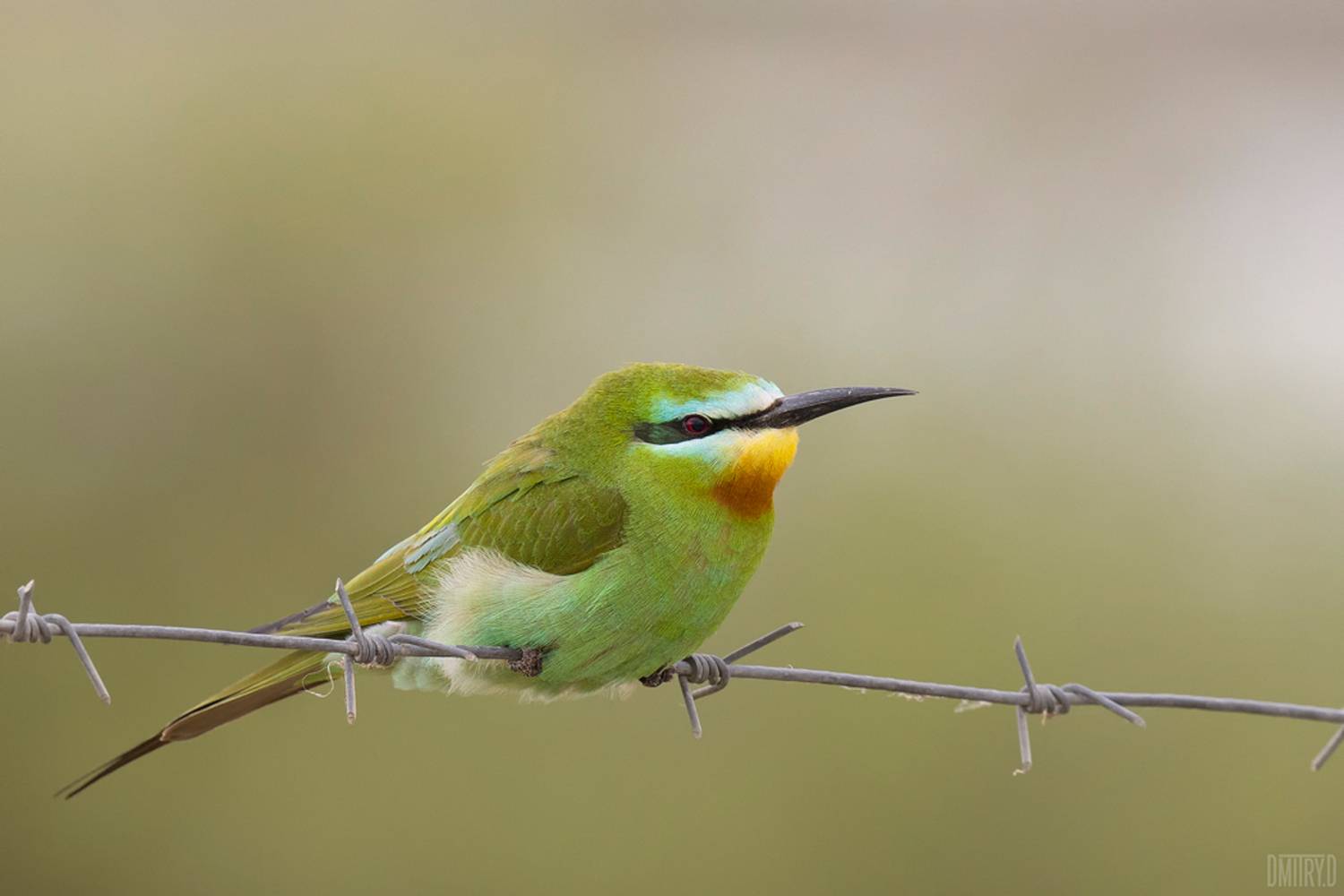 , Дмитрий Доронин