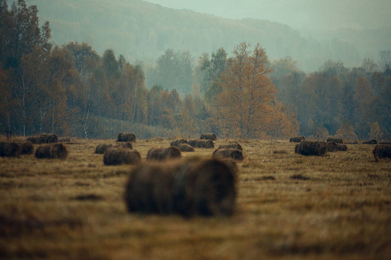 осень, пейзаж, краски, желный, сено, стог, поле, Виктор Гагарин