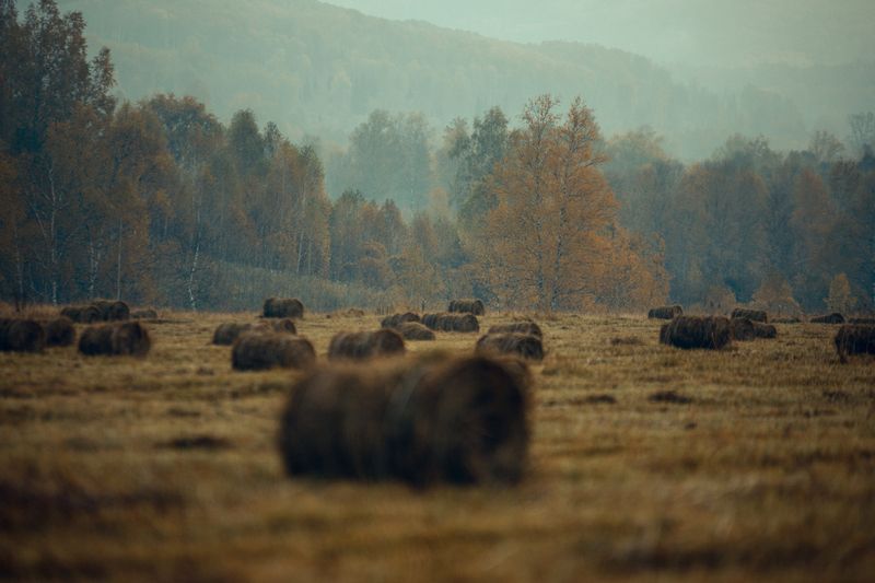 осень, пейзаж, краски, желный, сено, стог, поле Осень фото превью