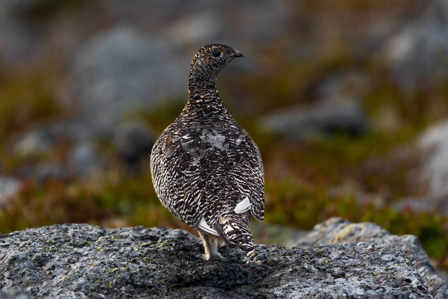 , Полина Шальнева