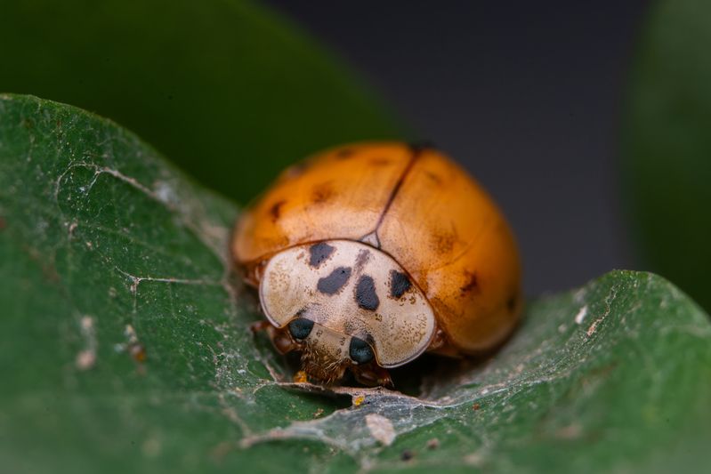 Harmonia axyridis фото превью