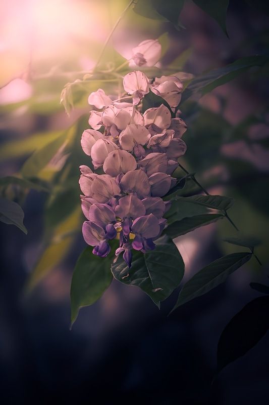 макро, macro, цветы, flowers Глициния фото превью