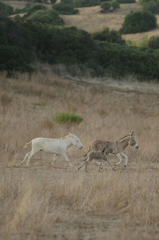Donkeys Sardaigne фото превью