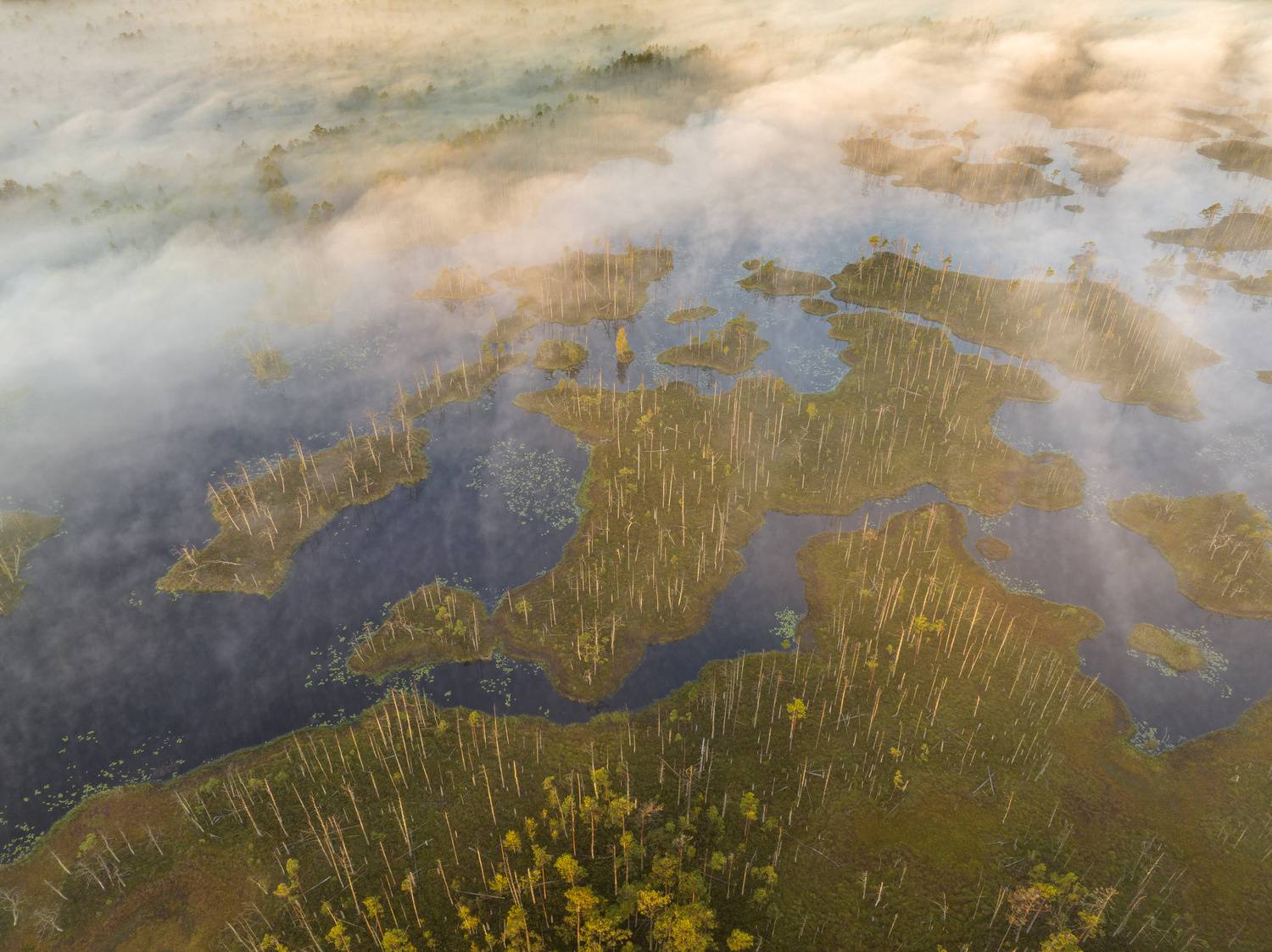 , Гордон Николай