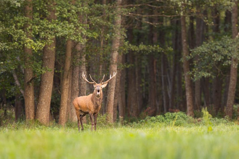 las,ssaki,byczek,rykowisko,przyroda,fauna Moc Rykowiska  фото превью