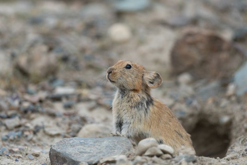 пищуха, пищухи, монгольская пищуха, природа, фотоохота, алтай, горы, чаган-узун, луна Смотритель фото превью
