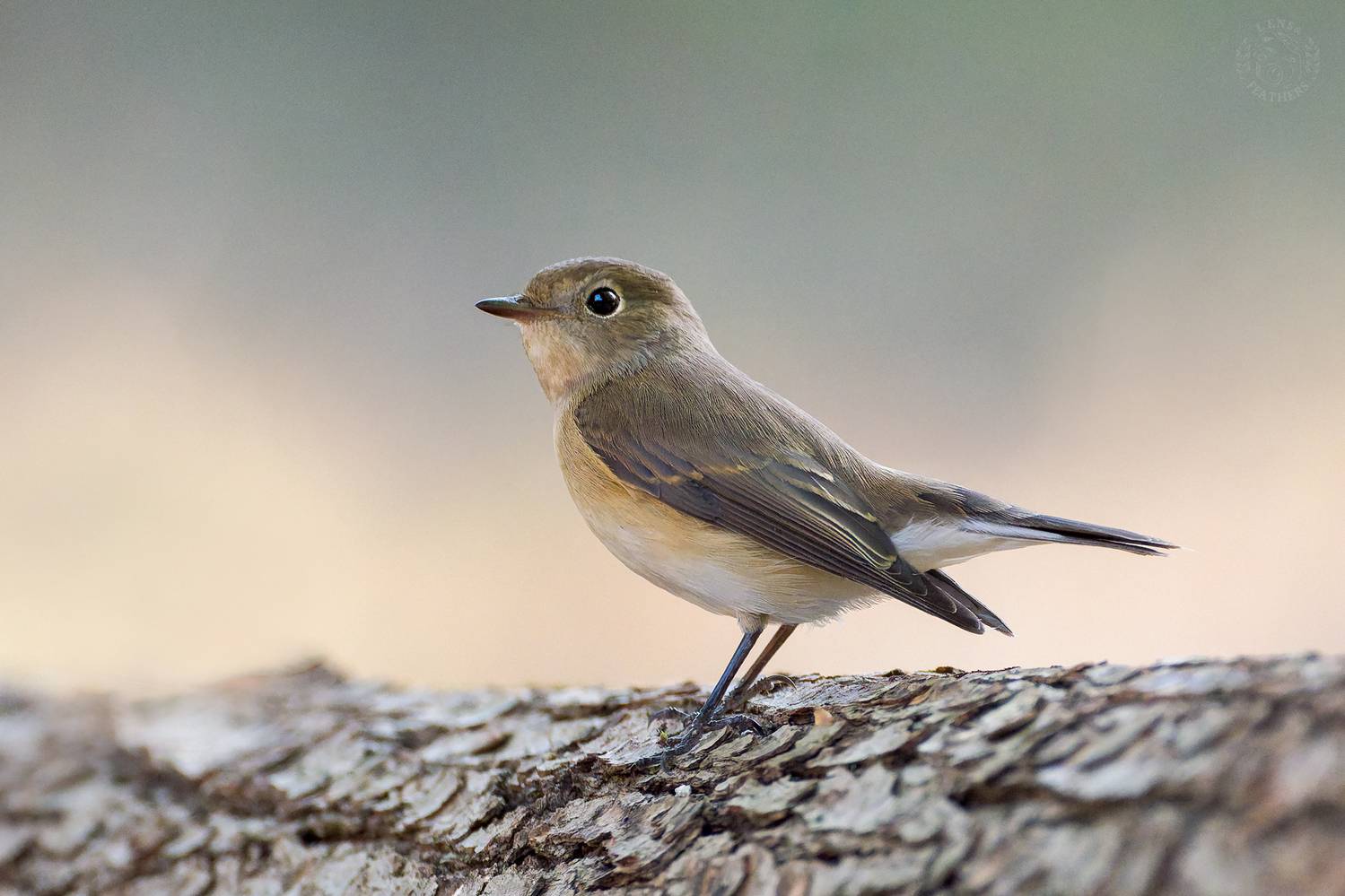 , Евгени Стефанов