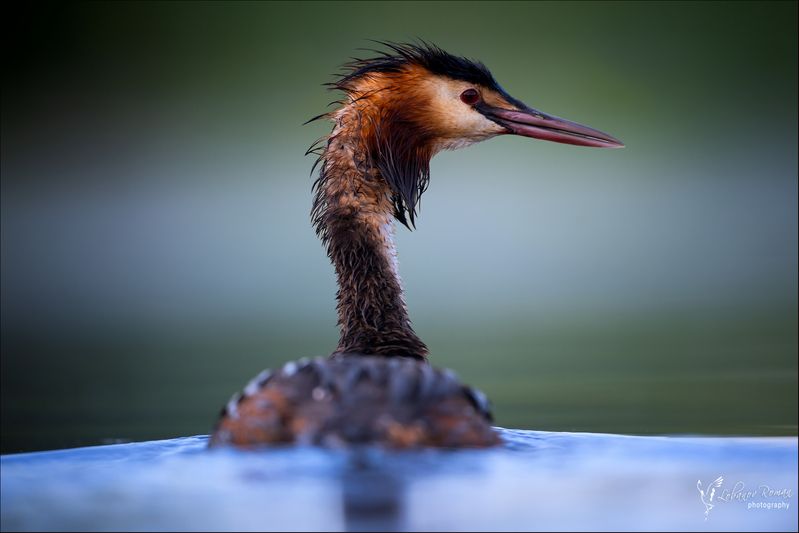 * * * фото превью