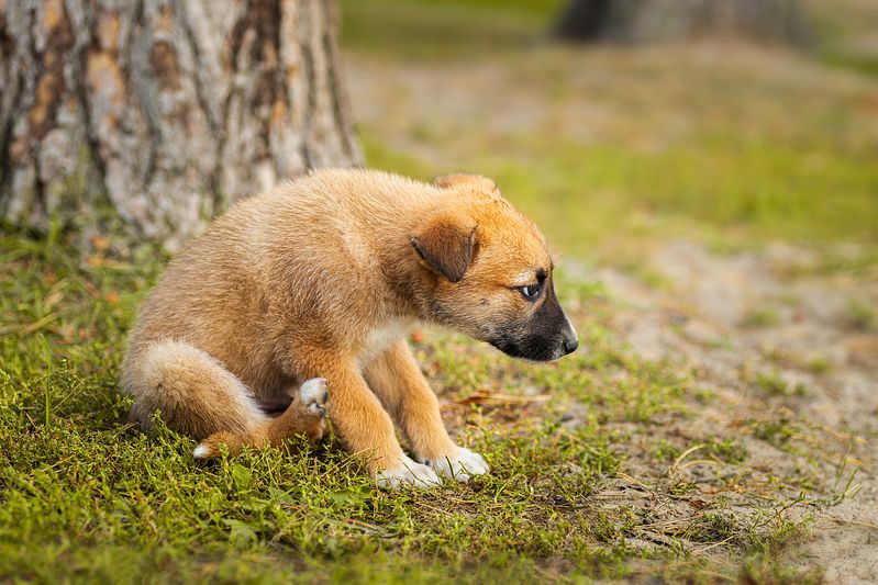 Щенок фото превью