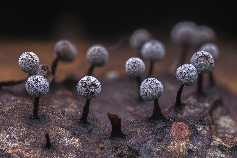 Slime mold  фото превью
