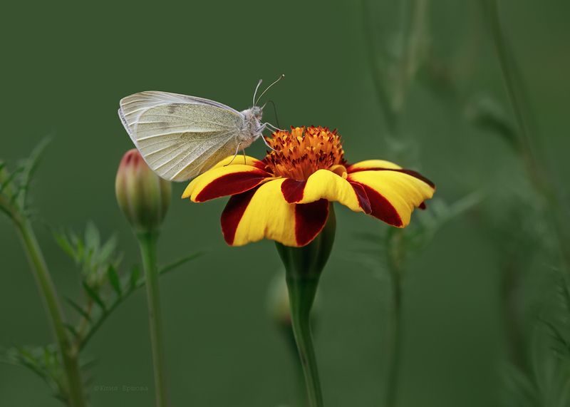 бабочка, белянка  фото превью