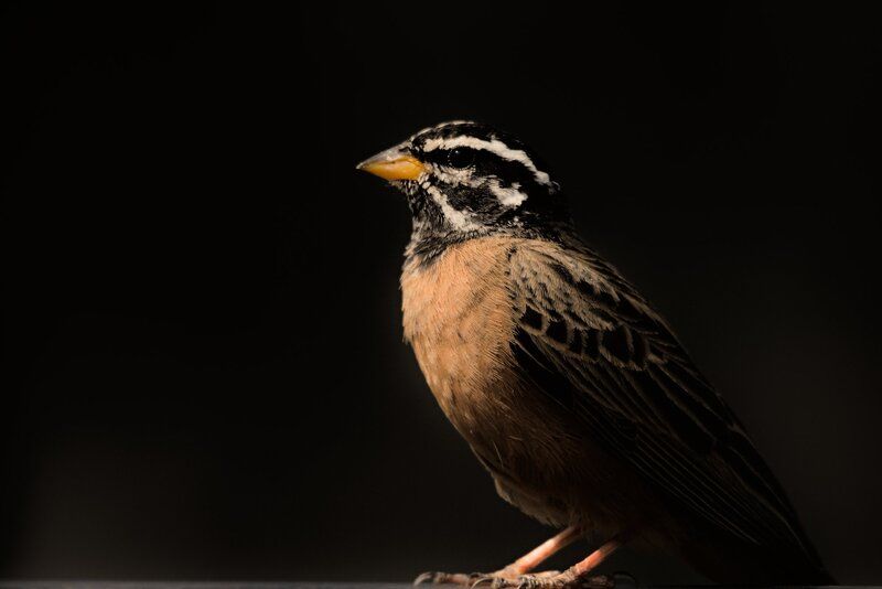 Портфолио фото превью