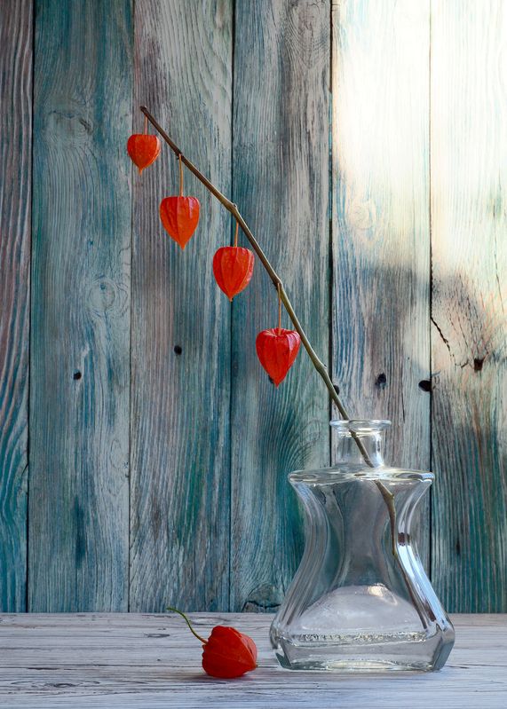 Физалис фото превью