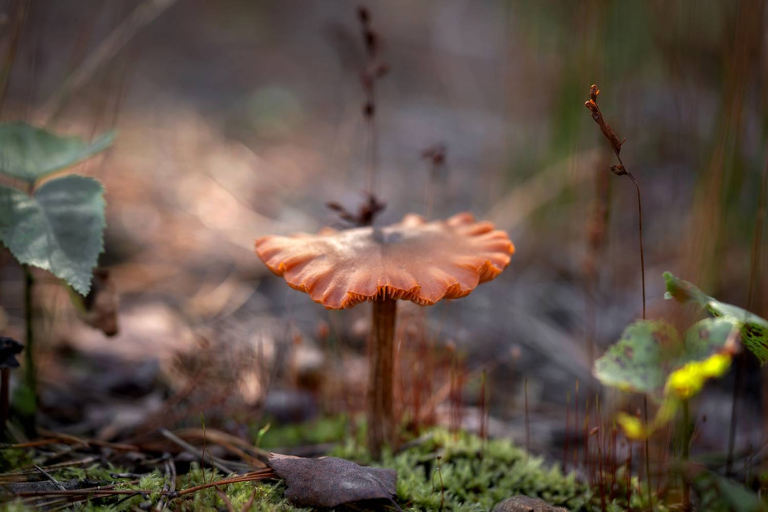 , Завьялова Людмила