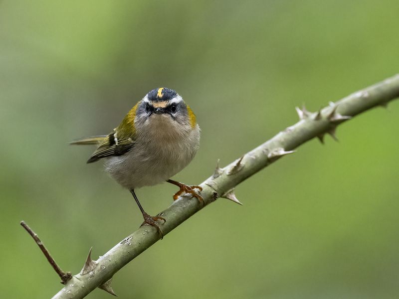 Common Firecrest фото превью