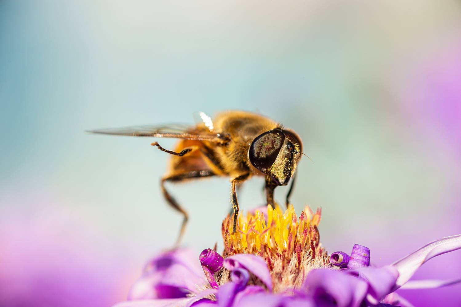 , Корнеев Алексей