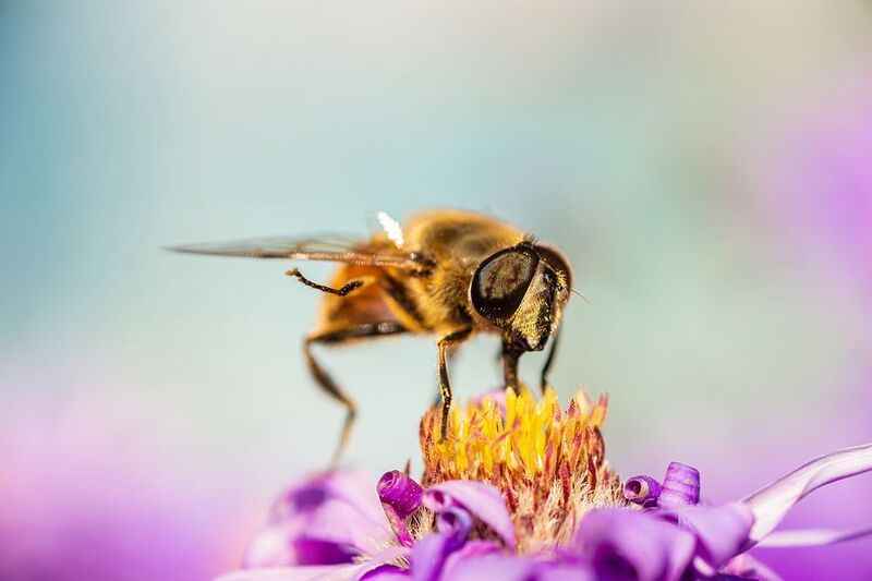 Муха фото превью