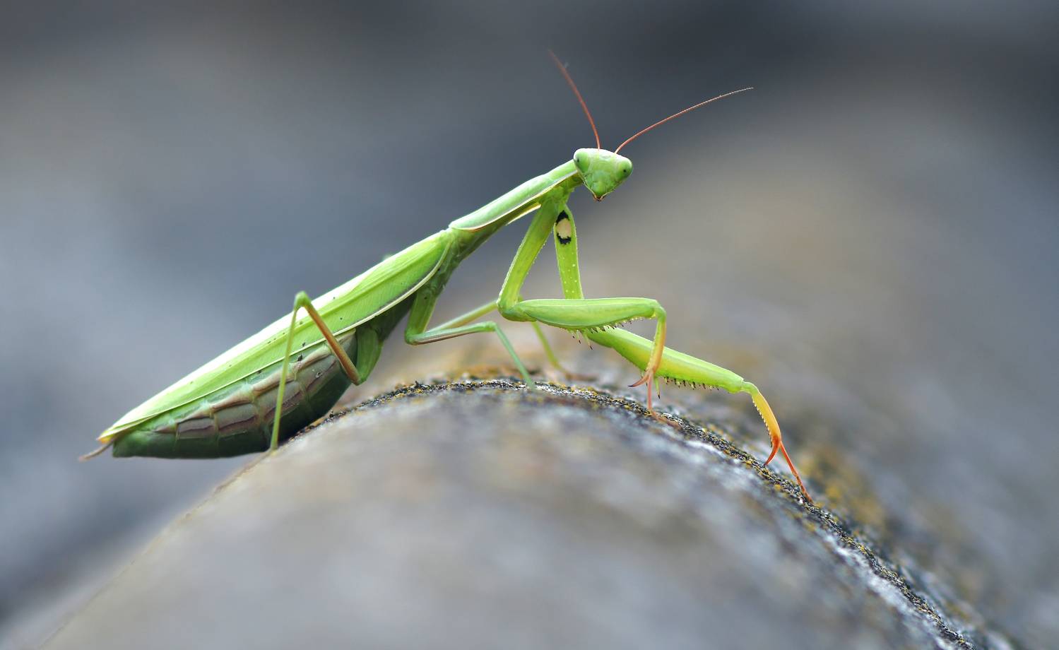 , Макеев Алексей