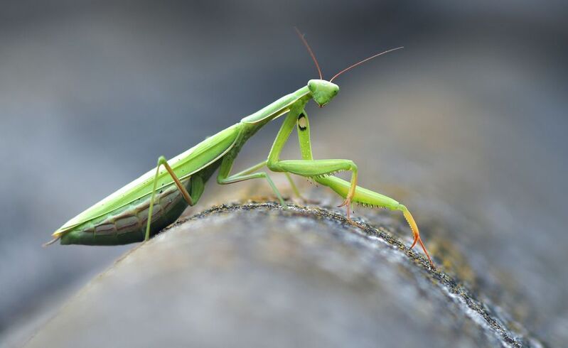 ... фото превью