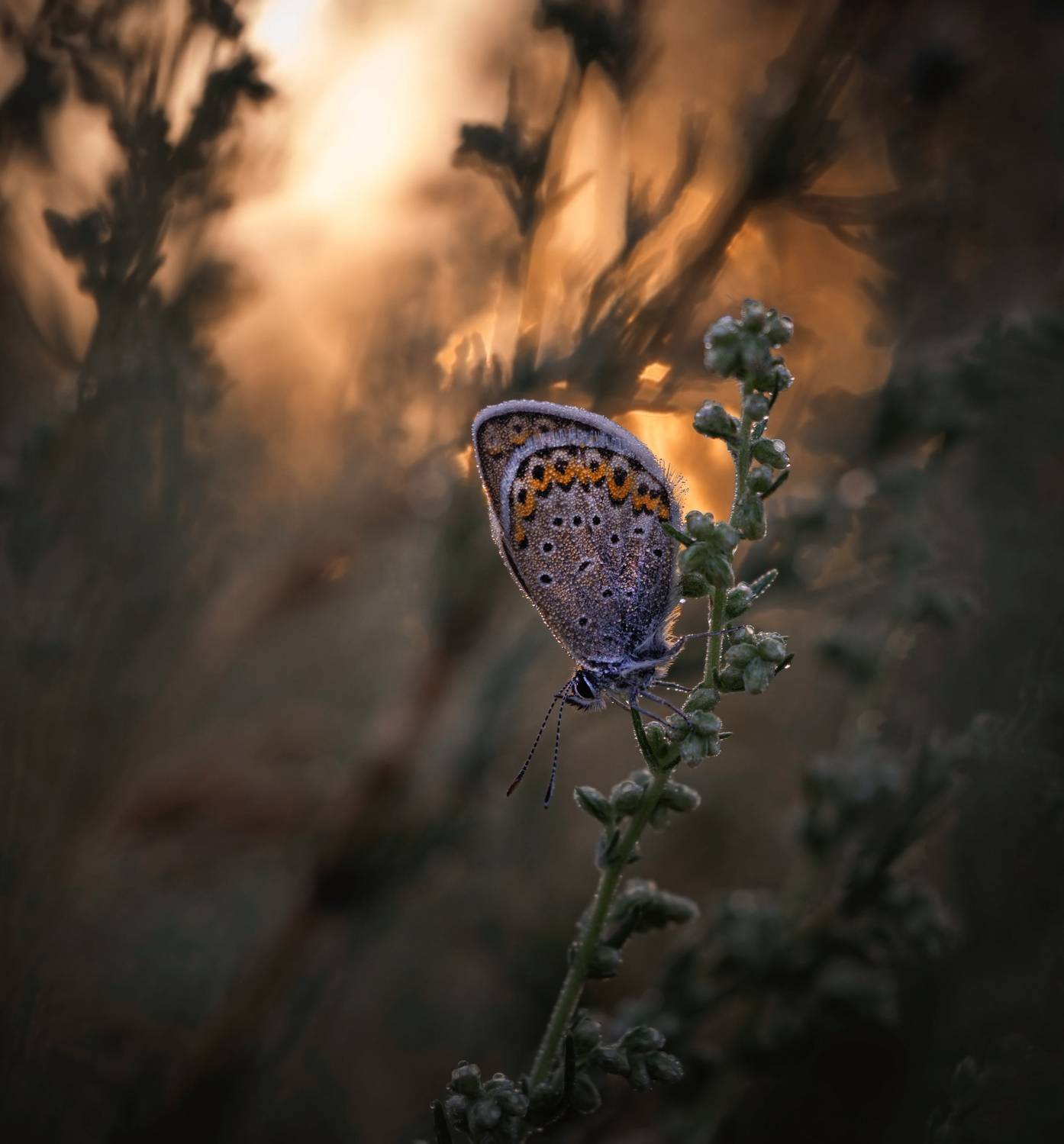 , Лапшина Владлена