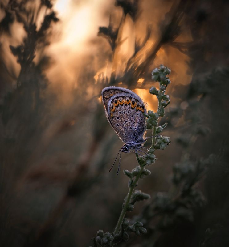 *** фото превью