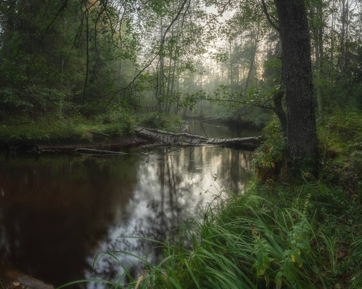 ленобласть, лес, осень, Марголин Алексей