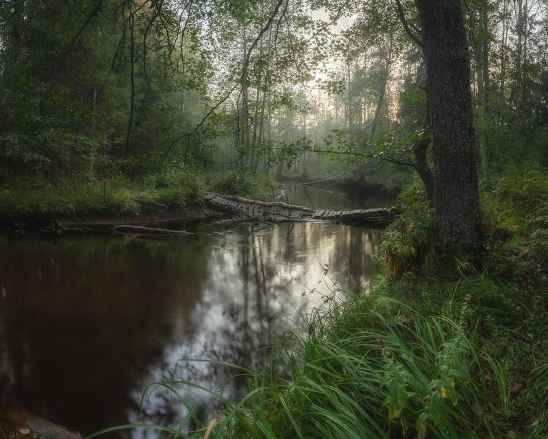 ленобласть, лес, осень В джунглях Ленобласти фото превью