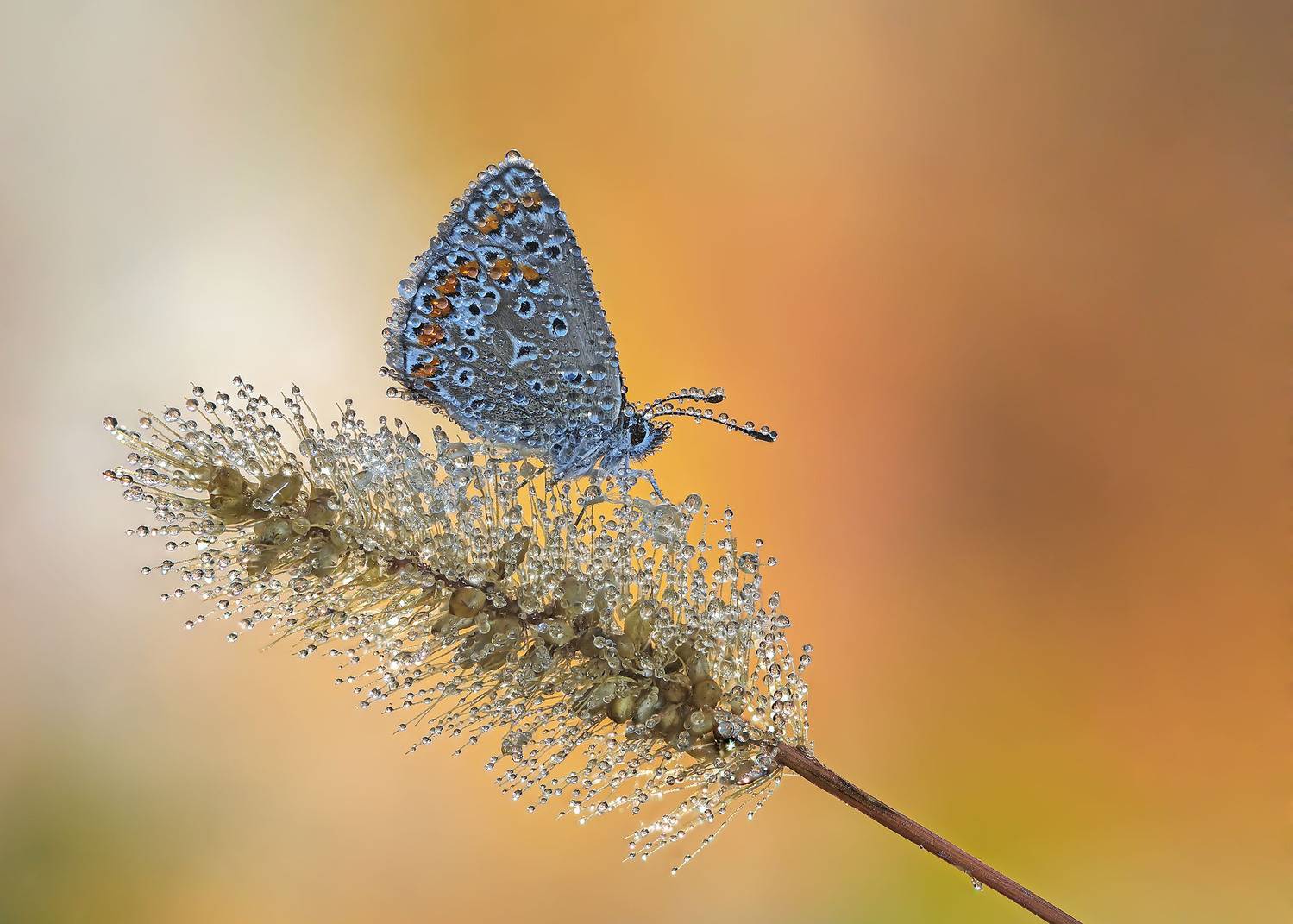 Бабочка, голубянка, роса, Чепленко Алексей