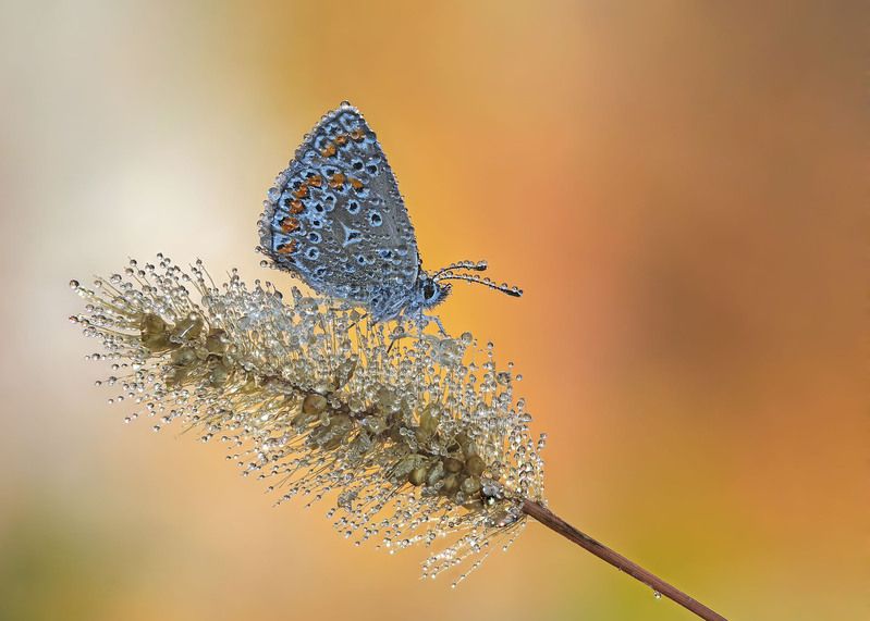 *** фото превью