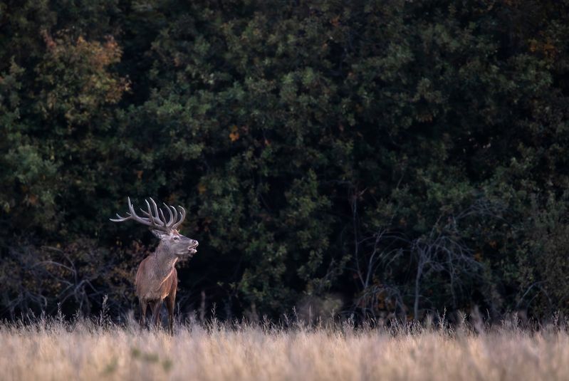 Зов природы.  фото превью