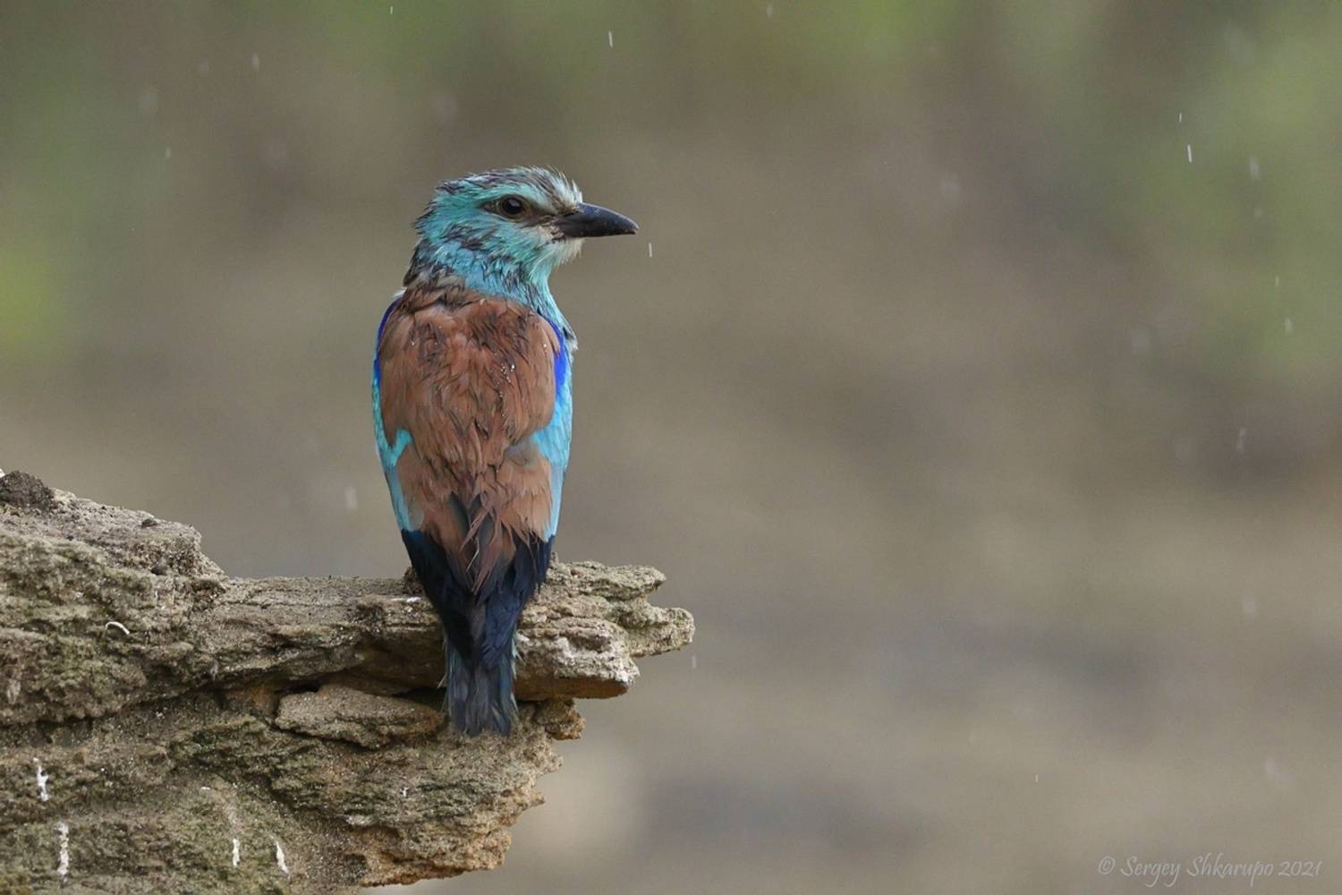 , Сергей Шкарупо