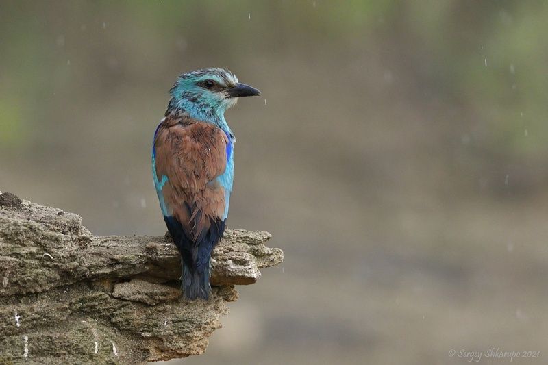 Мокрая сизоворонка фото превью