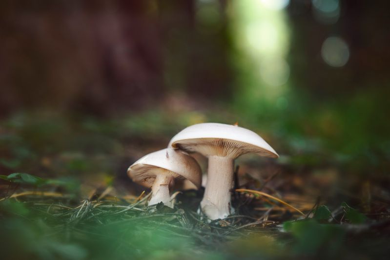 Парочка фото превью