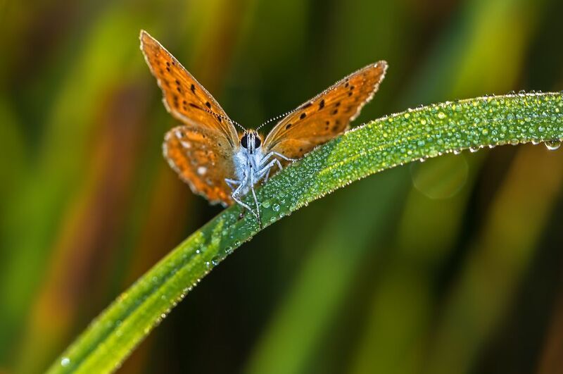 насекомые, бабочка, голубянка, червонец, огненный, лето, утро, август Утренний червончик фото превью