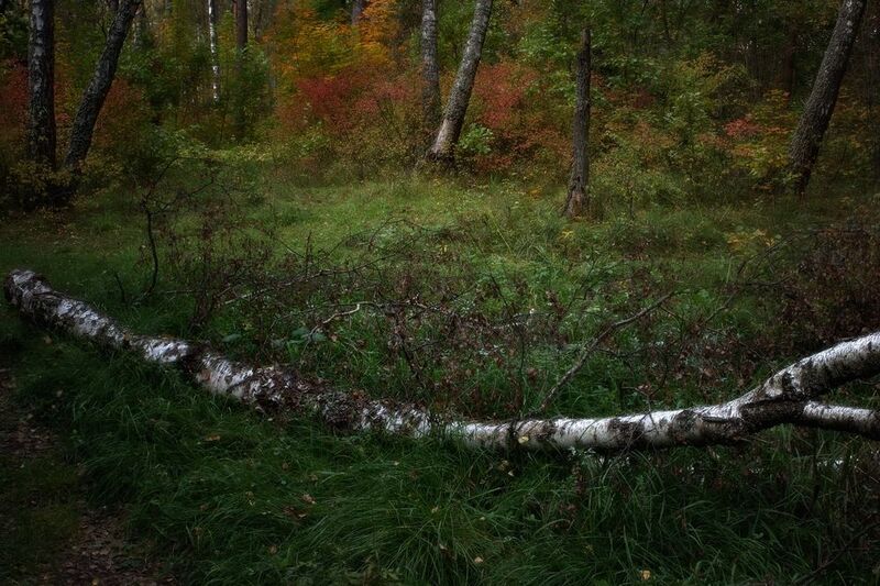 Осенний этюд фото превью