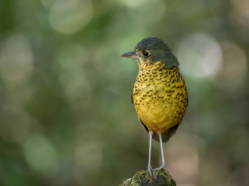 Undulated Antpitta фото превью