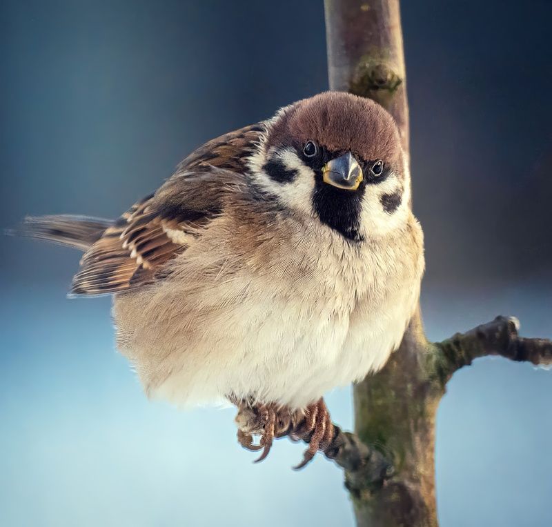 Пухляш фото превью